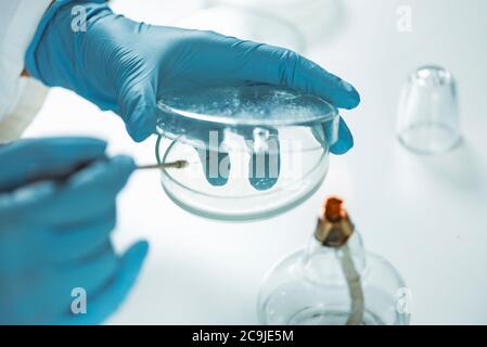Microbiologia. Mani di un microbiologo che inocula agar nutritivo. Foto Stock