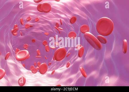 Illustrazione dei globuli umani che scorrono attraverso un vaso sanguigno. Foto Stock