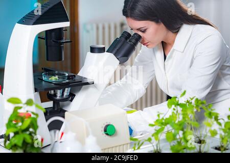 Tecnico di laboratorio che esamina il tessuto vegetale con microscopio. Foto Stock