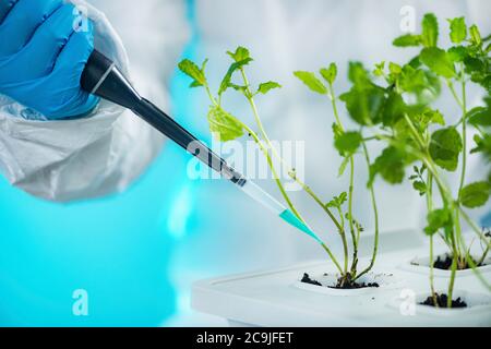 Biologo che lavora con i giovani pianta in laboratorio di pianta. Foto Stock