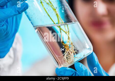 Campione di impianto di esame del botanico. Foto Stock