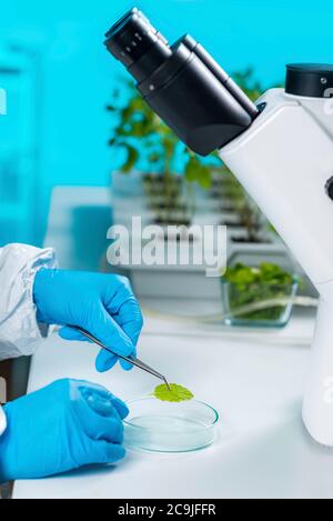Laboratorio di impianto. Tecnico di biologia che lavora con le piante. Esame del tessuto vegetale con microscopio. Foto Stock