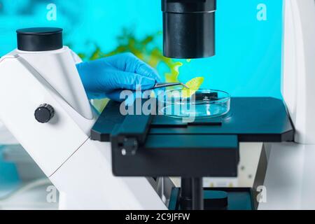 Laboratorio di impianto. Tecnico di biologia che lavora con le piante. Esame del tessuto vegetale con microscopio. Foto Stock