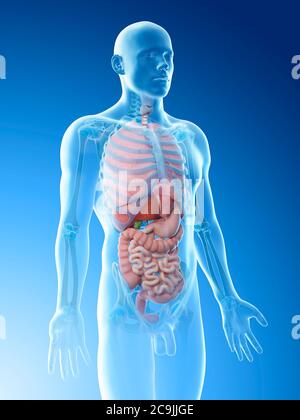 Anatomia maschile, illustrazione del computer. Foto Stock