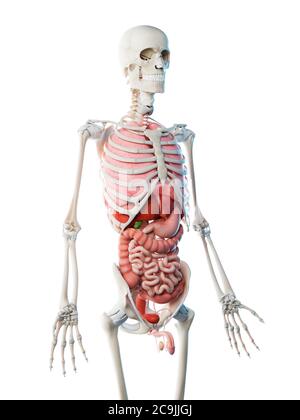Anatomia maschile, illustrazione del computer. Foto Stock