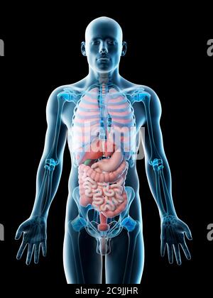 Anatomia maschile, illustrazione del computer. Foto Stock