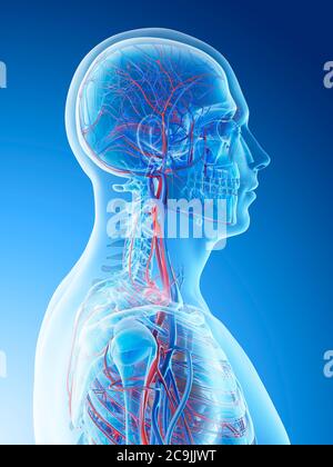 Vasi sanguigni della testa e del collo, illustrazione del computer. Foto Stock