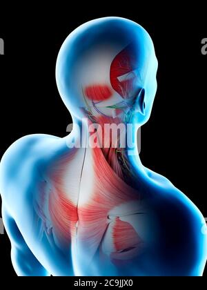 Muscoli della schiena maschile, illustrazione del computer. E collo Foto Stock