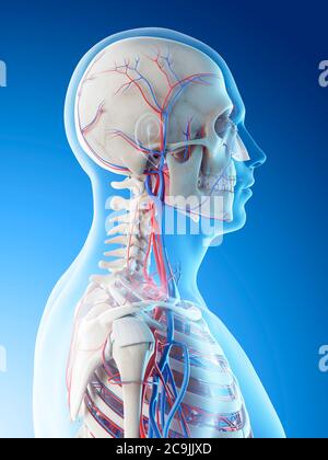 Vasi sanguigni della testa e del collo, illustrazione del computer. Foto Stock