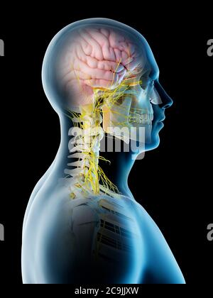 Cervello maschile, illustrazione del computer. Foto Stock