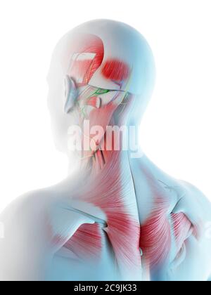 Muscoli della testa e del collo maschili, illustrazione del computer. Foto Stock