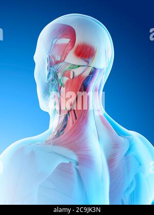 Muscoli della testa e del collo maschili, illustrazione del computer. Foto Stock