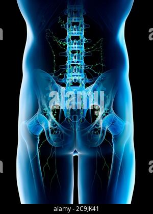 Linfonodi del bacino, illustrazione del computer. Foto Stock