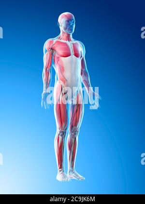Anatomia maschile, illustrazione del computer. Foto Stock