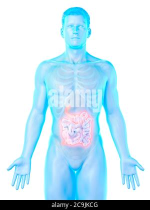 Il piccolo intestino, illustrazione del computer. Foto Stock