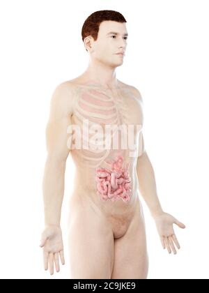 Il piccolo intestino, illustrazione del computer. Foto Stock