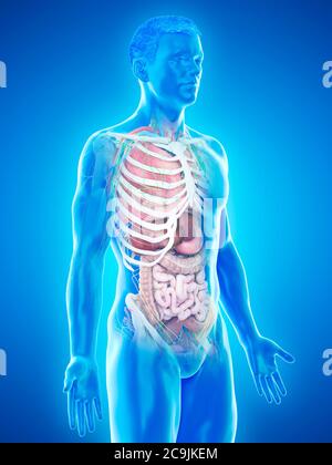 Anatomia maschile, illustrazione del computer. Foto Stock