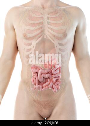 Il piccolo intestino, illustrazione del computer. Foto Stock