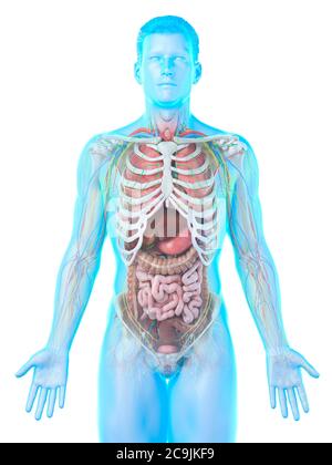 Anatomia maschile, illustrazione del computer. Foto Stock