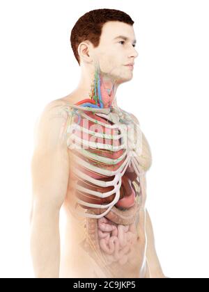 Anatomia maschile, illustrazione del computer. Foto Stock
