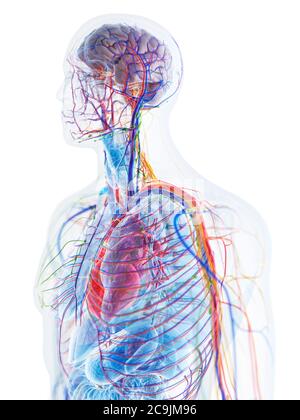 Anatomia maschile, illustrazione del computer. Foto Stock