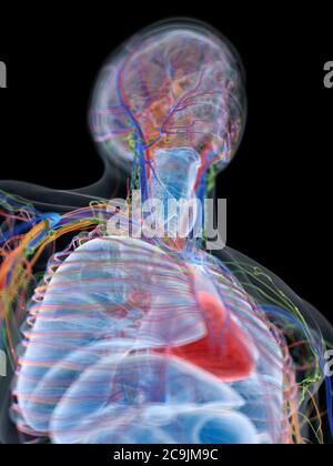 Anatomia maschile, illustrazione del computer. Foto Stock
