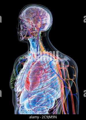 Anatomia maschile, illustrazione del computer. Foto Stock