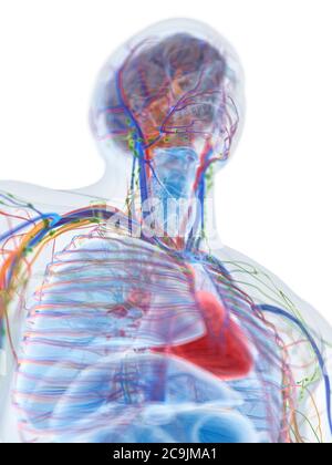 Anatomia maschile, illustrazione del computer. Foto Stock