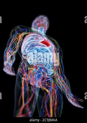 Anatomia maschile, illustrazione del computer. Foto Stock