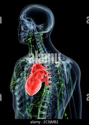 Sistema linfatico, illustrazione del computer. Foto Stock