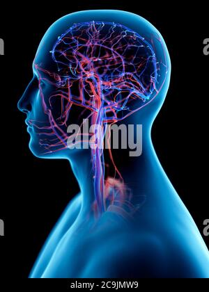 Sistema vascolare della testa, illustrazione del computer. Foto Stock