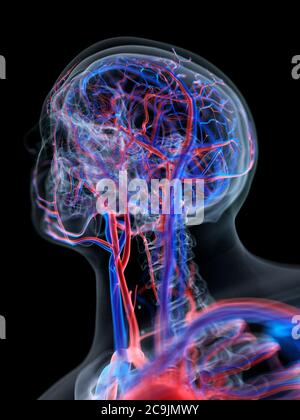 Sistema vascolare della testa, illustrazione del computer. Foto Stock