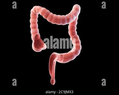 Anatomia del colon, illustrazione del computer. Foto Stock