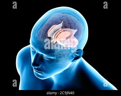 Cervello umano, illustrazione del computer. Foto Stock