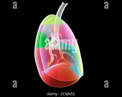 Anatomia polmonare, illustrazione del computer. Foto Stock