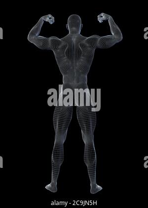 Anatomia maschile, illustrazione del computer. Foto Stock
