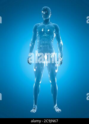 Anatomia maschile, illustrazione del computer. Foto Stock