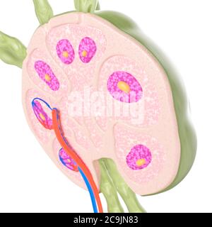 Linfonodo, illustrazione del calcolatore. Foto Stock