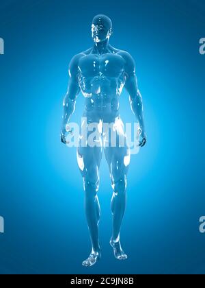 Anatomia maschile, illustrazione del computer. Foto Stock