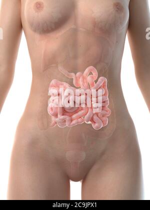 Il piccolo intestino, illustrazione del computer. Foto Stock
