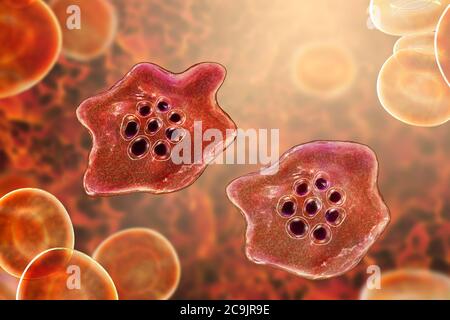 Plasmodium ovale protozoo all'interno dei globuli rossi, illustrazione del computer. P. ovale è l'agente causativo della malaria tertiana benigna, nota anche come ovuli Foto Stock