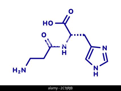 Molecola di supplemento alimentare di carnosina (L-carnosina). Formula scheletrica blu su sfondo bianco. Foto Stock