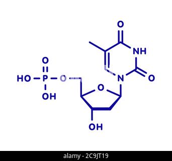 Molecola nucleotidica di timidina monofosfato (TMP, timidilato). Blocco di costruzione del DNA. Formula scheletrica blu su sfondo bianco. Foto Stock