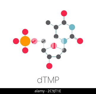 Molecola nucleotidica di timidina monofosfato (TMP, timidilato). Blocco di costruzione del DNA. Formula scheletrica stilizzata (struttura chimica). Gli atomi sono mostrati come Foto Stock