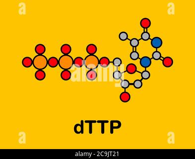 Molecola nucleotidica di timidina trifosfato (TTP). Blocco di costruzione del DNA. Formula scheletrica stilizzata (struttura chimica). Gli atomi sono indicati come c Foto Stock