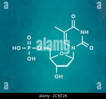 Molecola nucleotidica di timidina monofosfato (TMP, timidilato). Blocco di costruzione del DNA. Formula scheletrica bianca su sfondo scuro del gradiente teale con esag Foto Stock