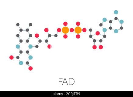 Molecola di coenzima redox di Flavin adenin dinucleotide (FAD). Formula scheletrica stilizzata (struttura chimica). Gli atomi sono mostrati come cerchi codificati a colori conn Foto Stock