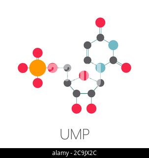 Molecola nucleotidica di uridina monofosfato (UMP, acido uridilico). Blocco di base dell'RNA. Formula scheletrica stilizzata (struttura chimica). Gli atomi sono mostrati Foto Stock