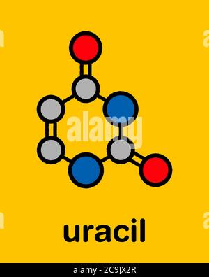 Molecola di uracil (U) nucleobasi. Presente in acido ribonucleico (RNA). Formula scheletrica stilizzata (struttura chimica). Gli atomi vengono visualizzati come circ con codice colore Foto Stock