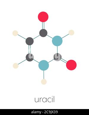 Molecola di uracil (U) nucleobasi. Presente in acido ribonucleico (RNA). Formula scheletrica stilizzata (struttura chimica). Gli atomi vengono visualizzati come circ con codice colore Foto Stock